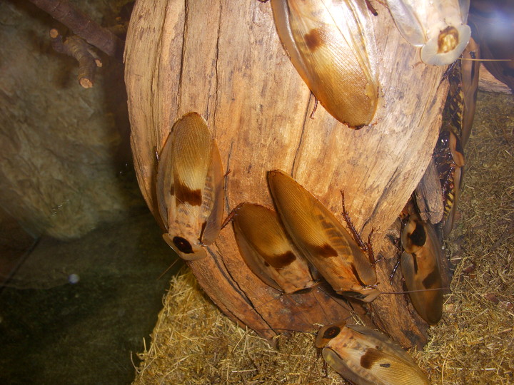 Troopilised prussakad | Illar Leuhini pilt Riia loomaaiast